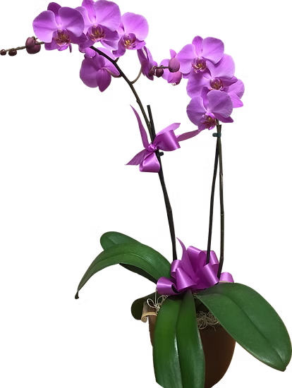 Colorful tropical Hawaiian flowers available at Lahaina Flowers in Lahaina, HI